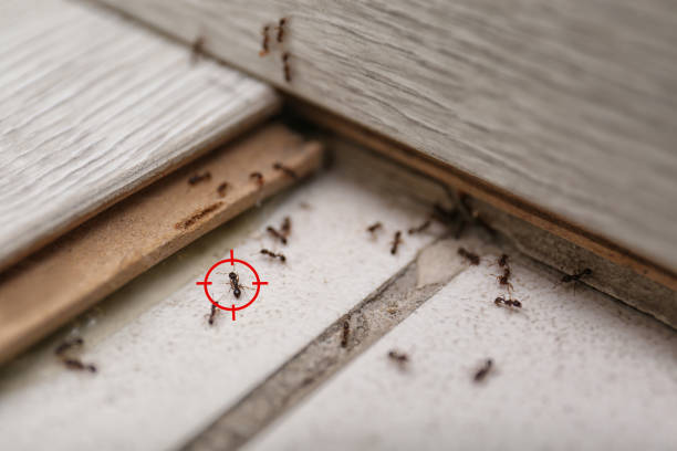Best Spider Control Near Me  in Troy, MI