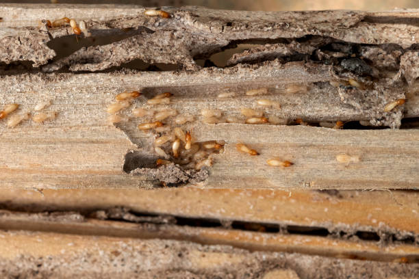 Best Best Pest Control Companies  in Troy, MI